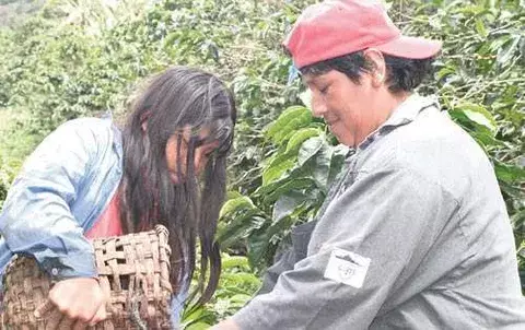 Escasez causará aumento de los  precios del café en el país 
