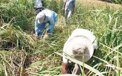 Arroceros exigen agilización de desembolso millonario 