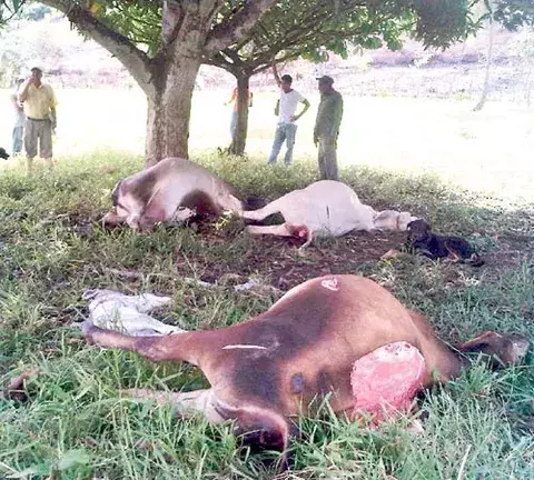 Rayo fulmina a cinco vacas en El Pajonal de Penonomé 