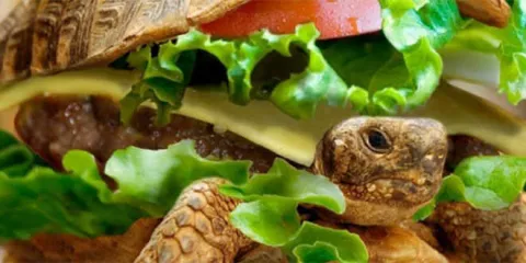 Chino intentó viajar con su tortuga y para lograrlo la ocultó dentro de una hamburguesa