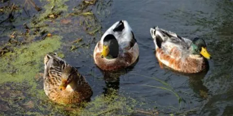 Aparecen mil patos domésticos muertos en el río Nanhe