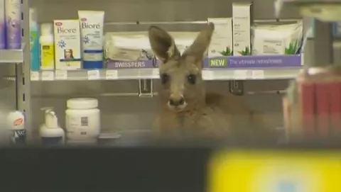Canguro herido entra en la farmacia de un aeropuerto