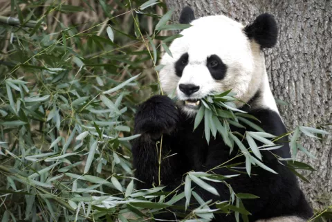  Hombre prehistórico comía pandas 