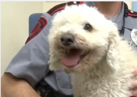 Un perro sobrevivió un viaje en el motor de una camioneta