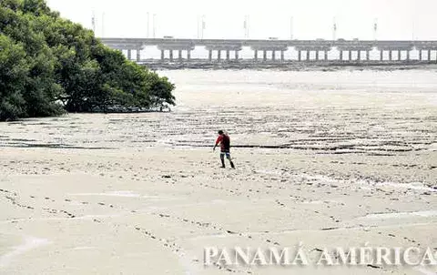 Desaparecen manglares en Panamá
