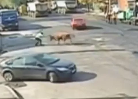 Toro atropella a policía de tránsito