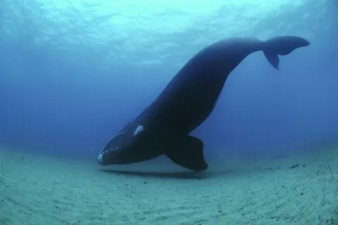 La ballena franca austral vuelve a ser un visitante habitual