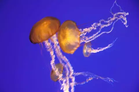Una enorme y extraña medusa reaparece