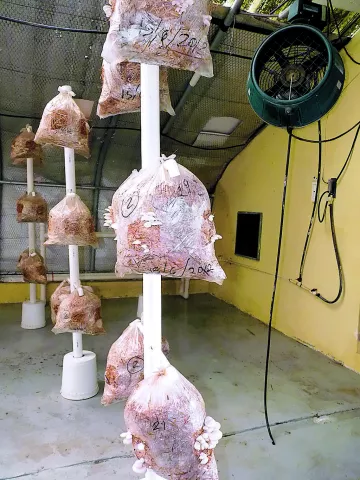 Un producto  que ofrece múltiples ventajas a los agricultores 