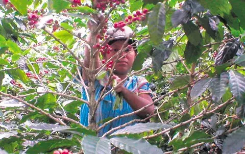 Indígenas ngäbes entran al negocio de exportar café 