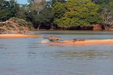 Un jaguar ataca a un cocodrilo y lo convierte en su almuerzo (Ver vídeo)