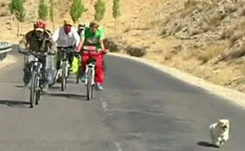 Un perro callejero corrió 1700 km acompañando ciclistas