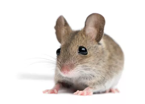 Ratones hembras mutilan los genitales de los machos