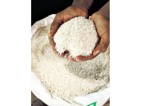 Productores alegan que hacen falta más semillas certificadas 