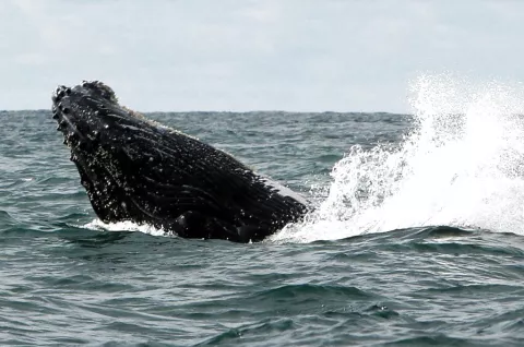 Rescatan ballena jorobada varada en costas del Pacífico