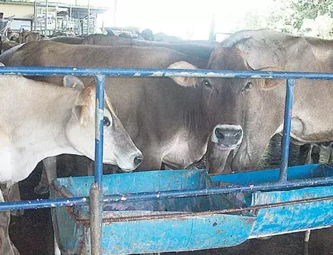 Advierten peligros por nueva planta procesadora de leche 