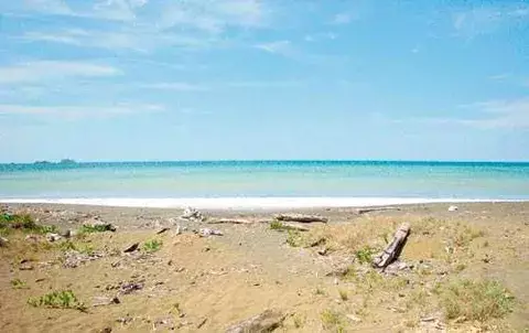 Mortandad de peces en Montijo alarma a pescadores artesanales 