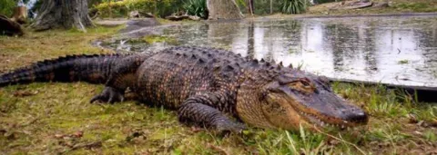 Cocodrilo priva de su libertad a un turista en una isla durante dos semanas