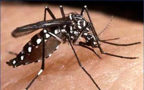 Una invasión de mosquitos gigantes amenaza este verano a Florida