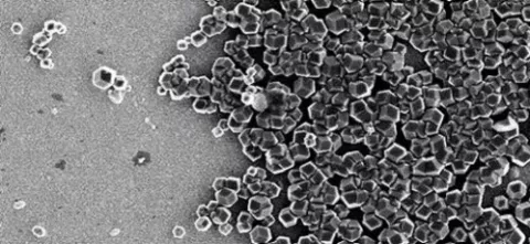 Unas bacterias que producen imanes inspiran los ordenadores del futuro