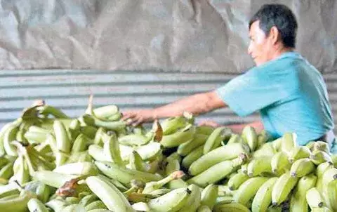 CE impone una multa  a Pacific Fruit por pactar precios del banano  