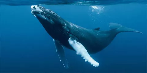 Una expedición científica estudiará a la ballena azul en el Antártico