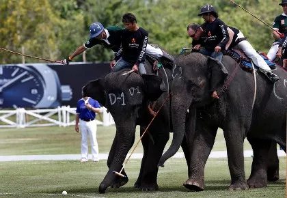 El polo sobre elefantes, un deporte que es de mucho peso