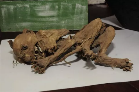 Esqueleto de supuesto "chupacabras" es exhibido en Argentina 