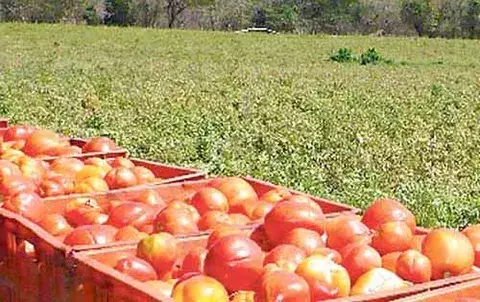 Empresa da plazo a tomateros para inscribirse en la cosecha  del 2012 