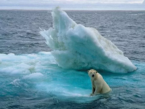 El Ártico acoge nuevas especies debido al calentamiento, según bióloga