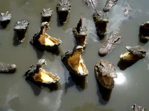 Unos 15,000 cocodrilos se escapan de una granja