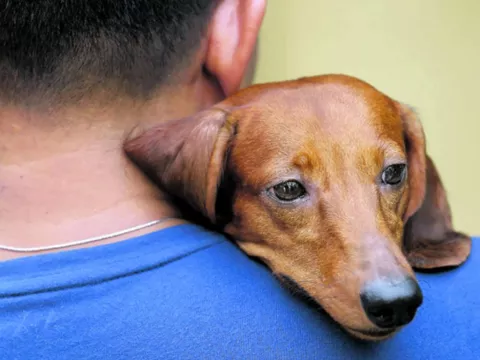 Descubren mil calaveras de perros cerca de Bangkok 