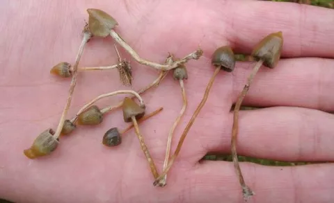 Hombre se arranca los genitales tras consumir alucinógenas