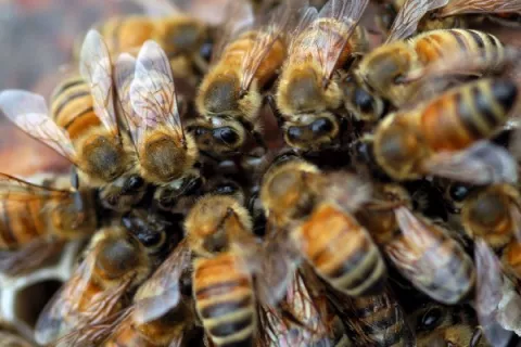 La policía confisca tres millones de abejas en una vivienda