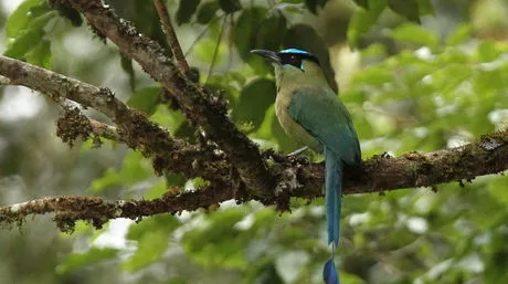 Machu Picchu reúne la mayor concentración de aves y orquídeas