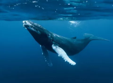 Rastrean ballenas azules a través de su canto