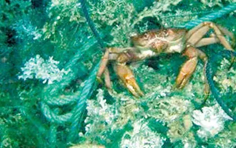 Hallan especies  alrededor de la Antártida 