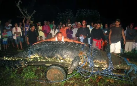 Murió el cocodrilo marino en cautiverio más grande del mundo en Manila Filipinas