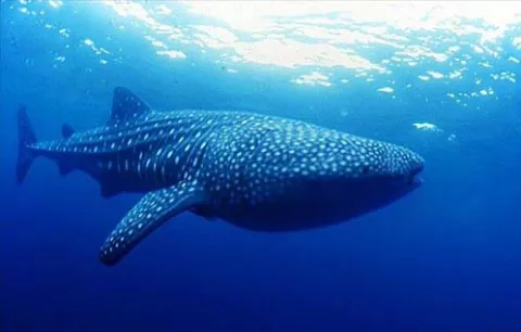 Galápagos vigila por satélite a los tiburones ballena