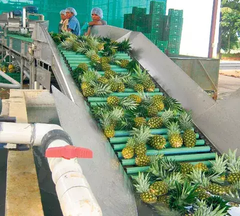 Mercados de EE.UU. y  Europa interesados en piñas panameñas 