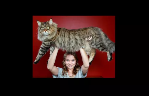 Conozca al gato que parece un león