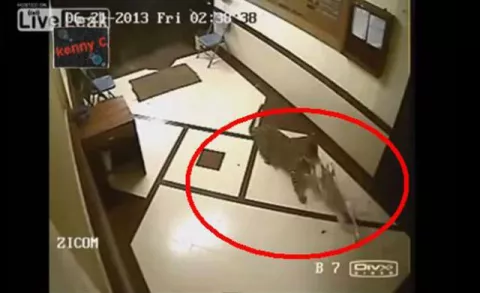 Leopardo entra a un local y se lleva a un perro como presa ¡Ver vídeo!