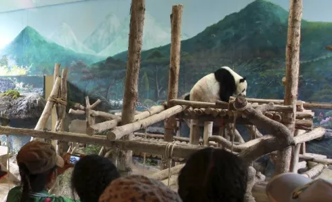 La osa panda más querida por los tailandeses viaja a China en busca de pareja