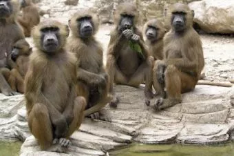 Un zoo francés expulsa a decenas de monos por vandalizar un monumento