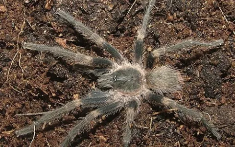 Tarántulas atemorizan a algunos y fascinan a otros que las tienen de mascotas