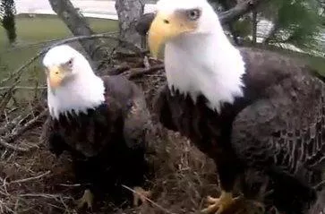 Una pareja de águilas calvas causa sensación en internet
