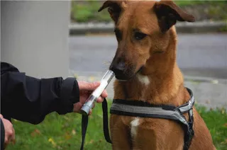 Los perros pueden detectar el cáncer de pulmón