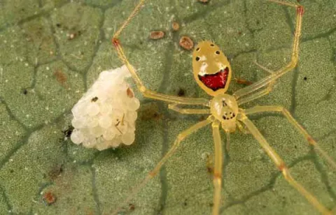 Existe una araña con una cara feliz en su abdomen
