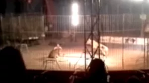 Tigre acaba con la vida de su domador en una función en México (Ver video)