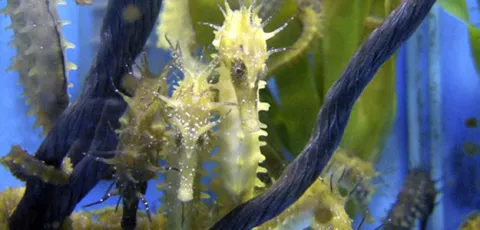 Hallan el secreto de la cría en cautividad del caballito de mar